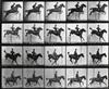MUYBRIDGE, EADWEARD (1830-1904) Equestrian * Lion and mate. Together, 2 plates from ""Animal Locomotion.""